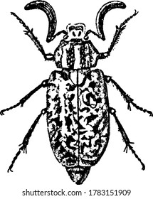 A European beetle in the family of dung beetles with curved and distinct antenna, and mottled body that tapers towards the end, vintage line drawing or engraving illustration.