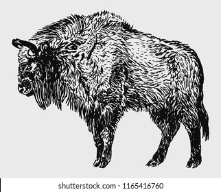 European bison, black ink drawing, line art, isolated on white background vector illustration.