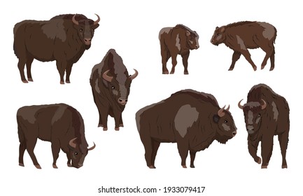 Bison-Bonasus-Set für europäische Bison. Männchen, Weibchen und Kälber europäischer Holzbiss. Die Weisheit oder der Zuckerhut. Realistische Vektorwildtiere in Europa. Bialowieza-Wald.