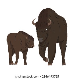 European bison female and her calf. The wisent or the zubr. Realistic vector wild animals of Europe