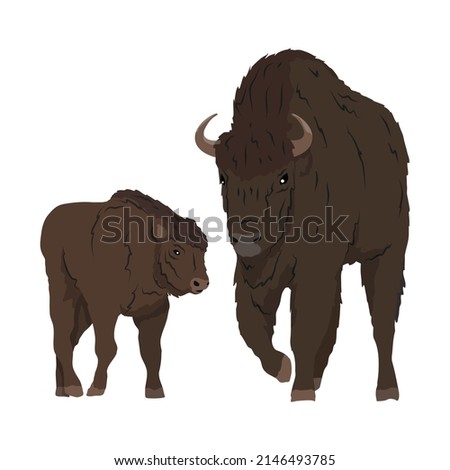 European bison female and her calf. The wisent or the zubr. Realistic vector wild animals of Europe