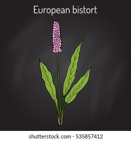 European Bistort (Bistorta officinalis), or snakeweed, dragonwort, medicinal plant. Hand drawn botanical vector illustration