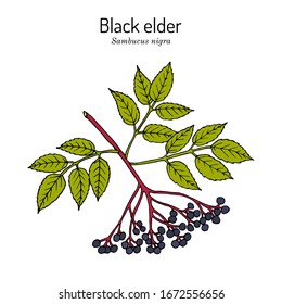 European black elderberry (sambucus nigra), medicinal plant. Hand drawn botanical vector illustration
