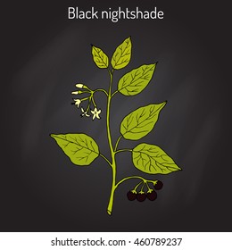 European black nightshade (Solanum nigrum) or duscle, garden huckleberry, petty morel, wonder berry, popolo. Hand drawn botanical vector illustration