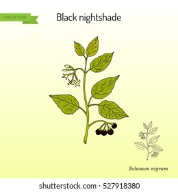 European black nightshade (Solanum nigrum) or duscle, garden huckleberry, petty morel, wonder berry, popolo. Hand drawn botanical vector illustration