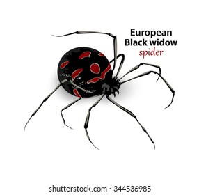 European black widow spider vector on a white background