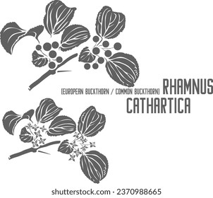 European buckthorn branch vector silhouette. Medicinal Rhamnus cathartica L outline. Set of Common Buckthorn berries, flowers and leafs in Line for pharmaceuticals. Contour drawing of medicinal herbs