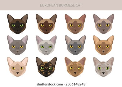 European Burmese Cat clipart. All coat colors set.  All cat breeds characteristics infographic. Vector illustration