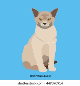 European burmese, Isolated cat breed, Vector illustration