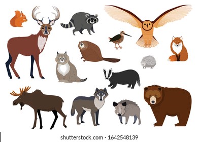 European and Canadian wild forest animals, set of isolated cartoon characters, vector illustration. Wildlife fauna of northern Europe, bear, wolf, moose and fox. Woodland animals of Canada, forest owl