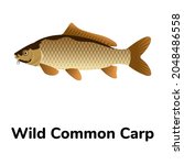 European carp or a common carp flat icon