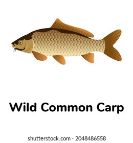 European carp or a common carp flat icon