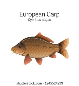 European Carp fish illustration