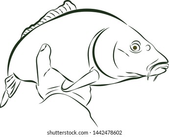 European carp lined. Vector illustration.