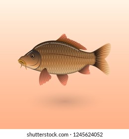 European Carp on colored background illustration