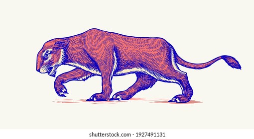 European Cave Lion. Panthera Spelaea. Extinct Steppe Animal. Vintage Retro Vector Illustration. Doodle Style. Hand Drawn Engraved Sketch