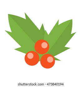 European christmas berry holly ilex aquifolium leaves and fruit
