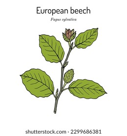 Europäische oder gebratene Buche (fagus sylvatica), Zweig mit Blättern und Früchten. handgezeichnete botanische Vektorgrafik