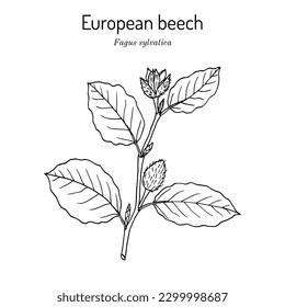 Europäische oder gebratene Buche (fagus sylvatica), Zweig mit Blättern und Früchten. handgezeichnete botanische Vektorgrafik