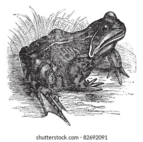 624 Frog engraving Images, Stock Photos & Vectors | Shutterstock