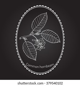 European or common hornbeam (Carpinus Betulus) with leaves and fruits. Botanical hand drawn vector illustration