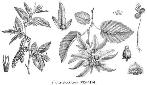 European or common hornbeam (Carpinus Betulus) / vintage illustration from Meyers Konversations-Lexikon 1897