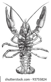 European crayfish (Astacus fluviatilis) / vintage illustration from Meyers Konversations-Lexikon 1897