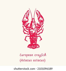 European crayfish (Astacus astacus) top view. Ink black and white doodle drawing in woodcut style with inscription.