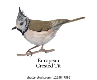 European crested tit small bird. Cute animal in the nature. Funny flying creature. Isolated vector illustration