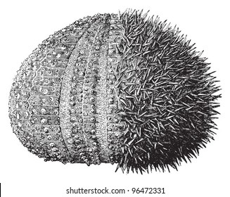 European edible sea urchin or common sea urchin (Echinus esculentus) / vintage illustration from Meyers Konversations-Lexikon 1897