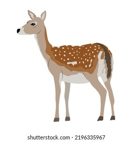 European fallow deer. Doe. Realistic vector forest animal