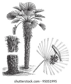 European fan Palm (Chamaerops humilis) / vintage illustration from Meyers Konversations-Lexikon 1897