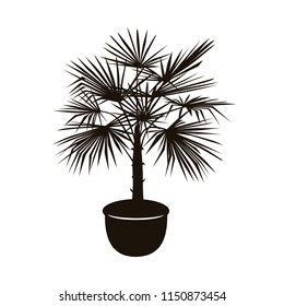 european fan palm silhouette graphic