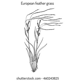 European feather grass (Stipa pennata), flowering plant. Hand drawn botanical vector illustration