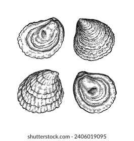European flat oyster. Seafood. Hand drawn ink sketch isolated on white background. Retro style.
