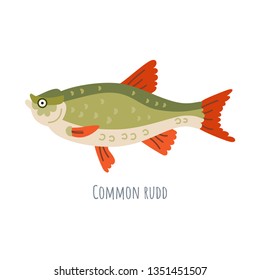 European Freshwater fish - Common rudd. Cartoon character fish Scardinius erythropthalmus isolated on white background.