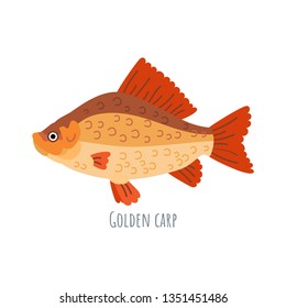 European Freshwater fish - Golden carp. Cartoon character fish Carassius carassius isolated on white background.