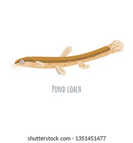 European Freshwater fish - Pond loach. Cartoon character fish loach isolated on white background.