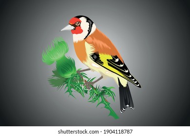 European goldfinch bird Vector illustration
