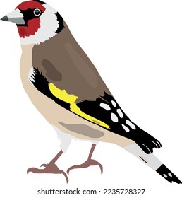 Goldfinch europeo sobre el fondo blanco