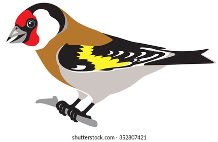 european goldfinch side view isolated image
