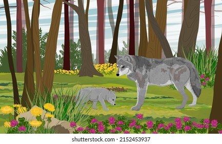 European Gray wolf and wolf cub in the forest with blooming dandelions and clover. Realistic vector landscape