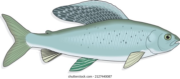 European Grayling Fish Thymallus Freshwater Salmon Family Salmonidae Animal Species Vector Isolated