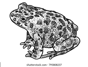 European Green Toad Illustration, Drawing, Engraving, Ink, Line Art, Vector