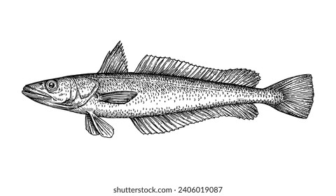 European Hake. Sea fish illustration. Hand drawn ink sketch isolated on white background. Retro style.