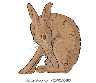 European Hare Itches Realistic Illustration. Vector illustration