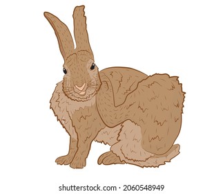 European Hare Itches Realistic Illustration. Vector illustration
