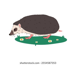 European hedgehog or vector forest or wood animal. Mammal with quills and spines, garden predator or insectivore. Wild or wildlife camouflage, rural domesticated character. Zoo emblem or zoology sign