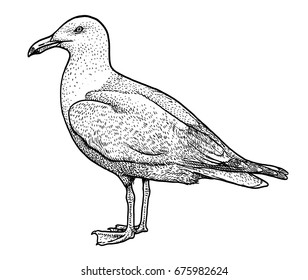 European herring gull illustration, drawing, engraving, ink, line art, vector