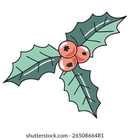 European holly vector illustration on isolated background. Traditional Christmas festive decoration with green leaves and red fruits and berries. 